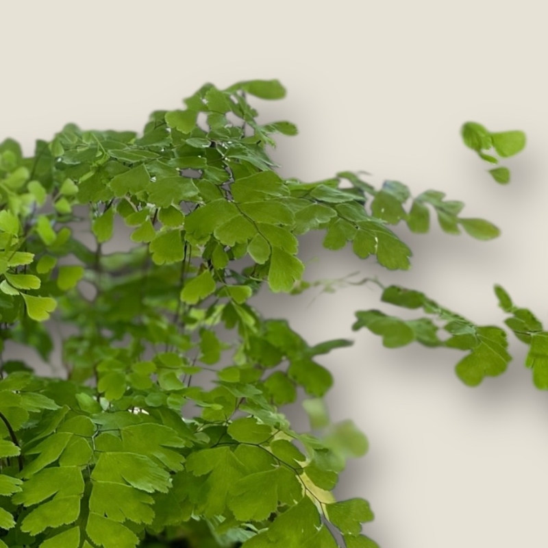 Maidenhair Fern Plant in Ceramic Pot