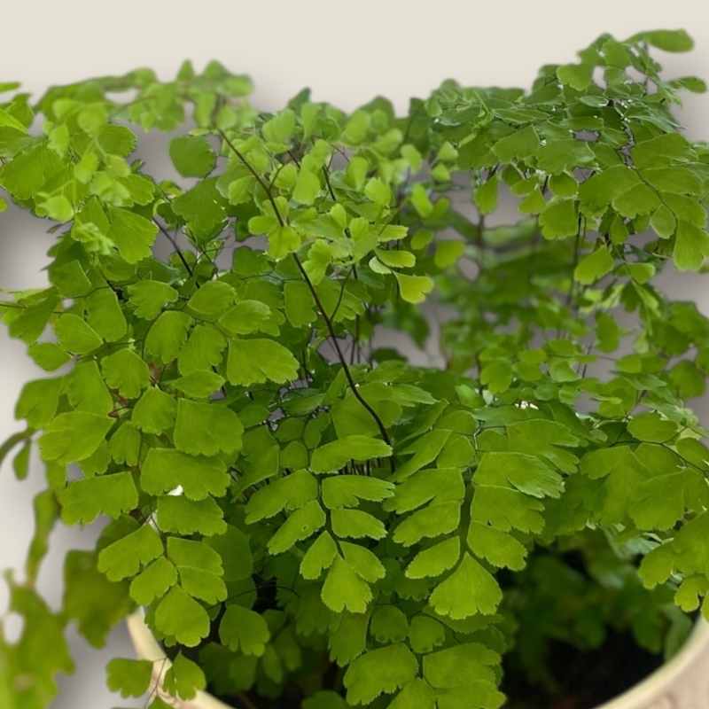 Maidenhair Fern Plant in Ceramic Pot