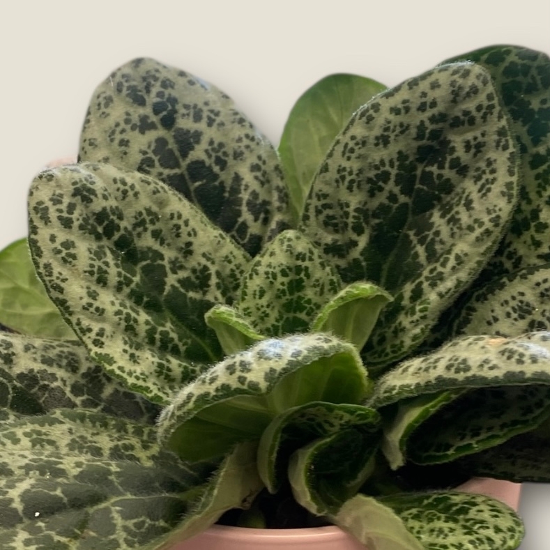 Streptocarpus Pretty Turtle in Ceramic Pot
