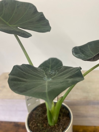 Alocasia