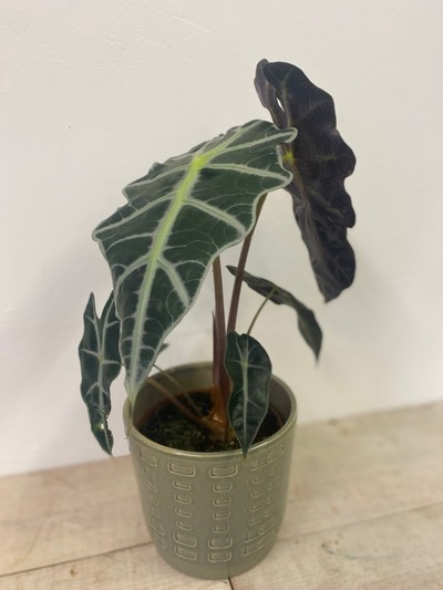 Alocasia polly