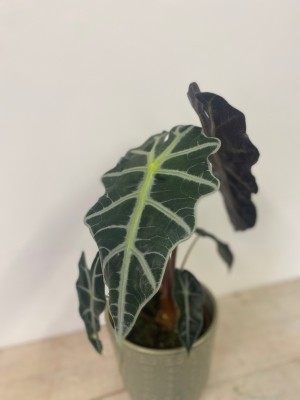 Alocasia polly