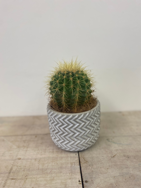 Cactus in round stone pot