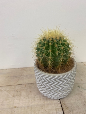 Cactus in round stone pot