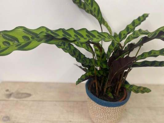 Calathea