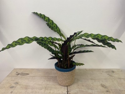 Calathea