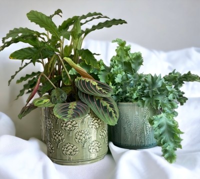 House Plant Subscription