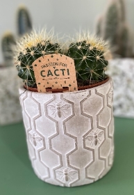 Cactus in round Gisela Graham bee planter