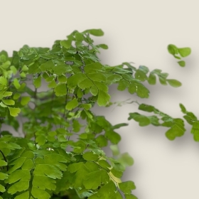 Maidenhair Fern Plant in Ceramic Pot