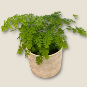 Maidenhair Fern Plant in Ceramic Pot