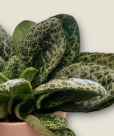 Streptocarpus Pretty Turtle in Ceramic Pot