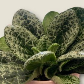 Streptocarpus Pretty Turtle in Ceramic Pot