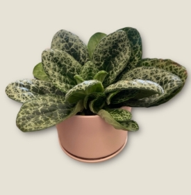 Streptocarpus Pretty Turtle in Ceramic Pot