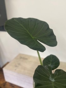 Alocasia