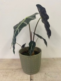 Alocasia polly