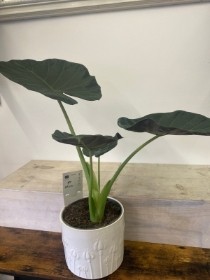 Alocasia