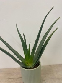 Aloe