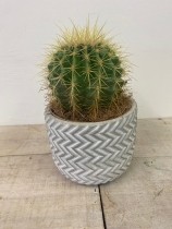 Cactus in round stone pot