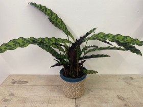 Calathea