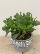 Crassula (Money Plant)