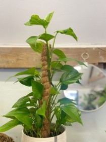 Devil's Ivy (Golden Pothos)