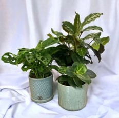 Houseplant Starter Set