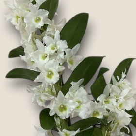 Orchid Dendrobium