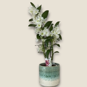 Orchid Dendrobium